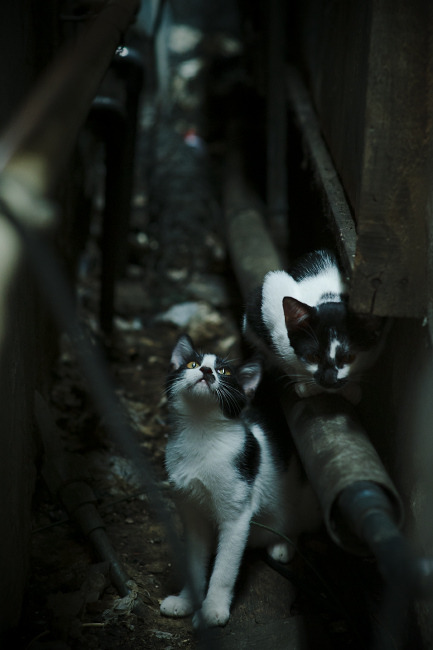 开云网址入口-世界杯最精彩的瞬间：感动、激励、永恒的回忆，世界杯名场面  第1张